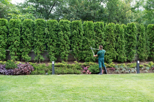 Best Lawn Renovation and Restoration  in Midland, PA